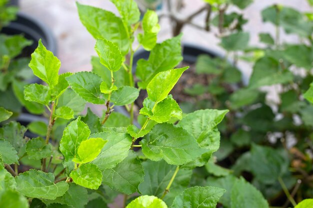 庭の桑の木の新緑の葉