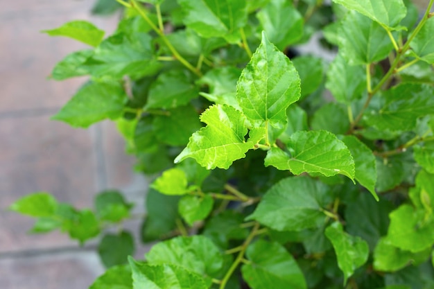 庭の桑の木の新緑の葉