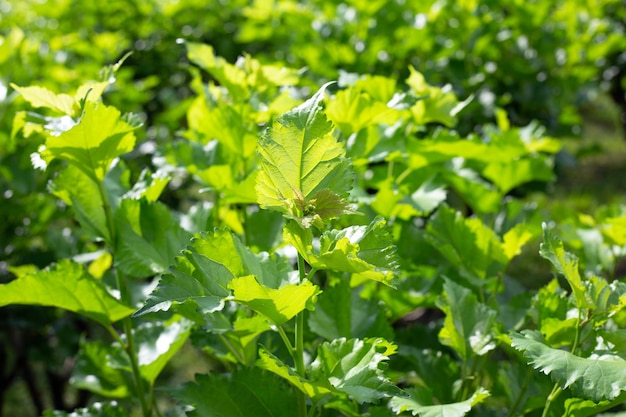 Fresh green leaves of mulberry tree in the garden