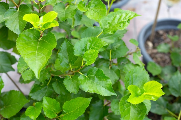 Fresh green leaves of mulberry tree in the garden