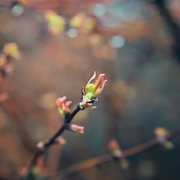 Fresh green leaves.Rain drops on the branches.Nature background.