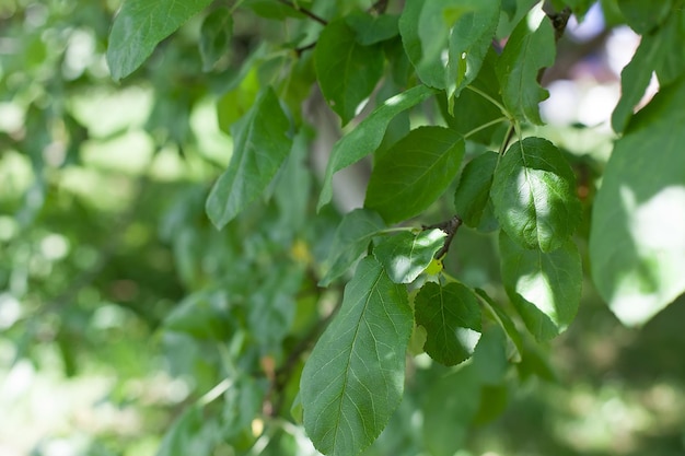 Fresh and green leaves in the rays of the sun selective focus