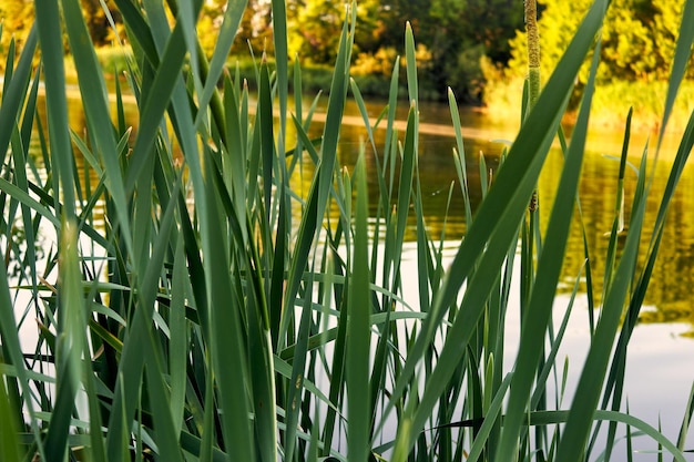 Fresh green leaves of reeds closeup by the pond under the setting sun Landscape wallpaper