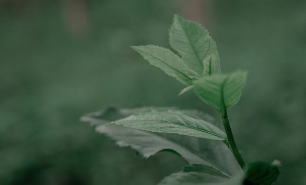 fresh green leaves spring nature background