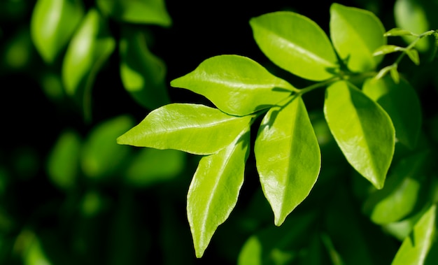 Fresh green leaves spring nature background