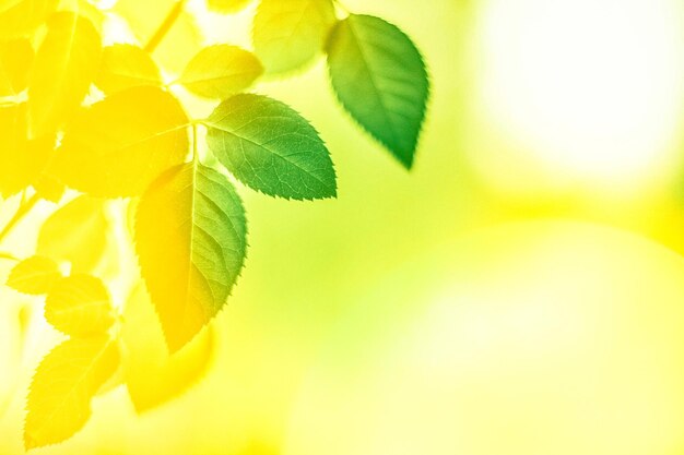 Fresh green leaves in spring