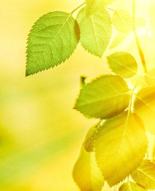 Fresh green leaves in spring