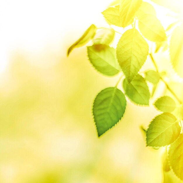 Fresh green leaves in spring