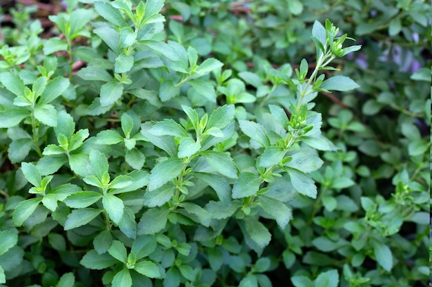 fresh green leaves of stevia plant