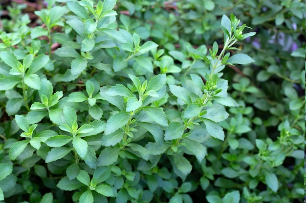 Fresh green leaves of stevia plant