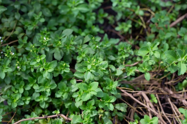 Fresh green leaves of stevia plant