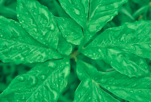 fresh green leaves texture after rain