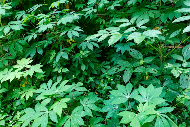 자연 배경에 대 한 신선한 녹색 잎 텍스처