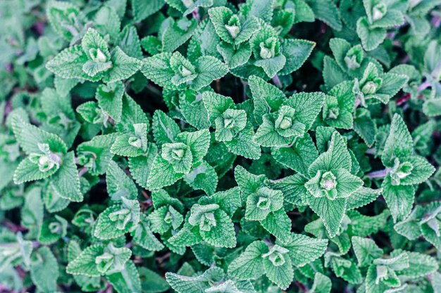 Fresh green leaves texture top view