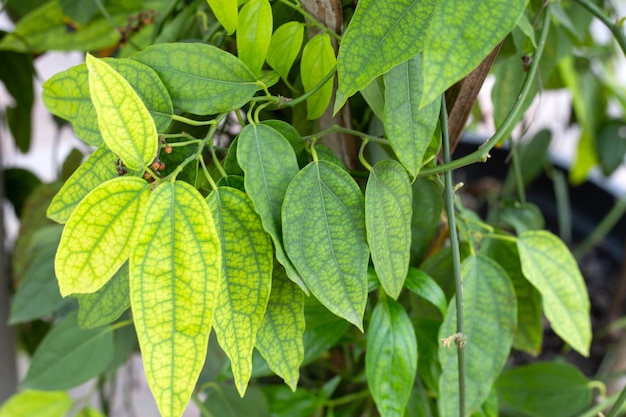 Foto foglie verdi fresche della pianta di tiliacora triandra