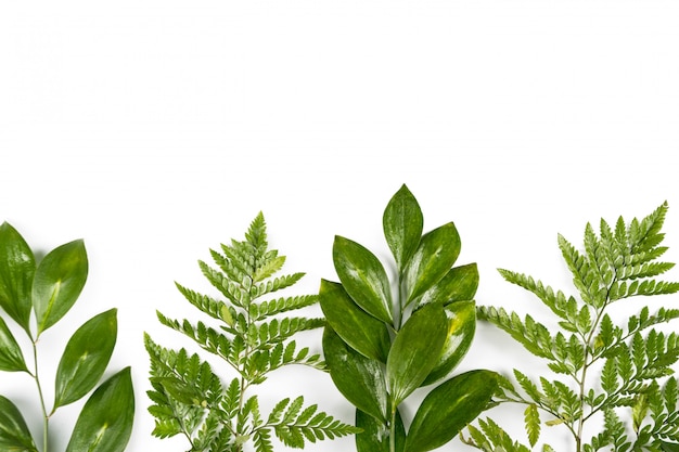 Fresh green leaves on white background. Flat lay, top view, copyspace. Nature design, spring and summer lush concept