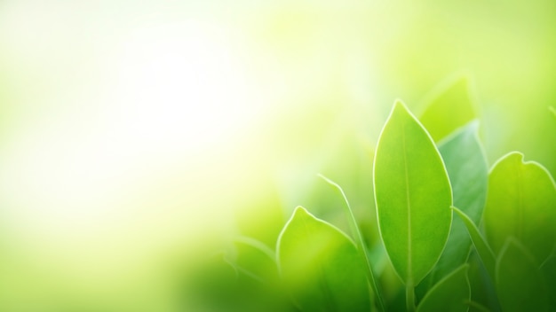 Photo fresh green leaves with copy space, blurred bokeh and sunshine background.