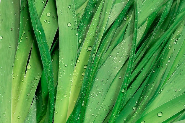 Fresh green leaves with dew dropsBeautiful natural background for computers phones and smartphones