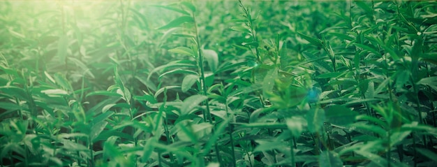 Fresh green leaves with morning light 