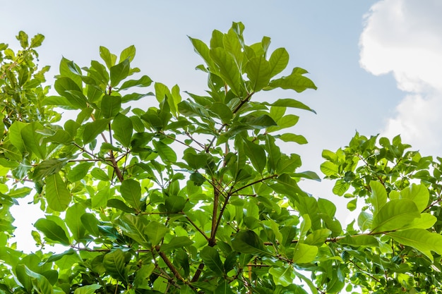 Fresh green leaves 