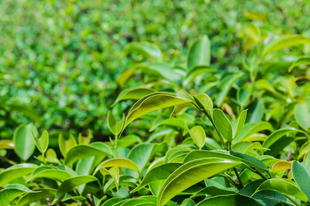 Fresh green leaves 