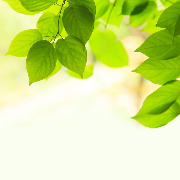 Fresh green leaves