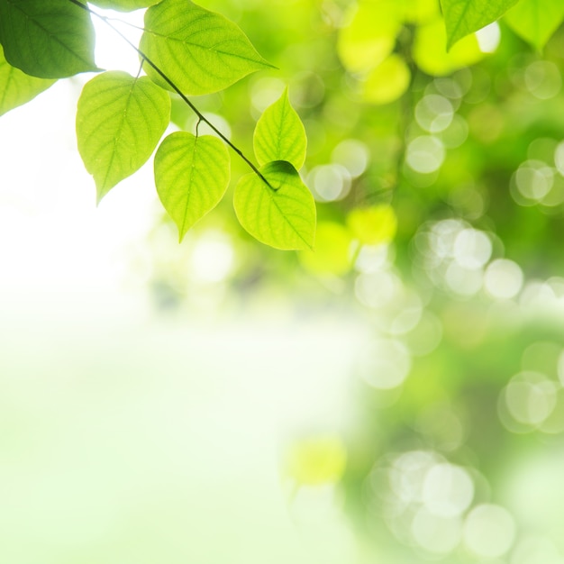 Fresh green leaves