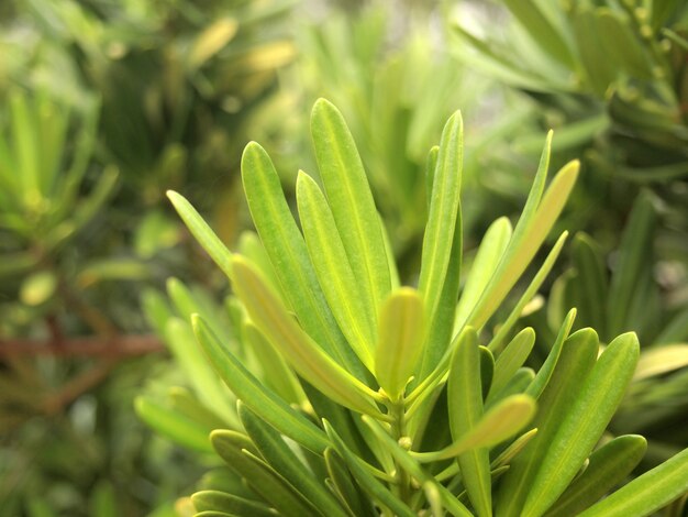 fresh and green leaves  