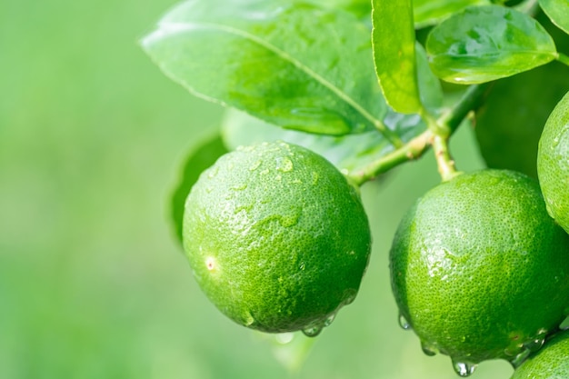 Fresh green Lemon fruit hanging from branch on Lemon tree garden and healthy food concept group of Lemon macro