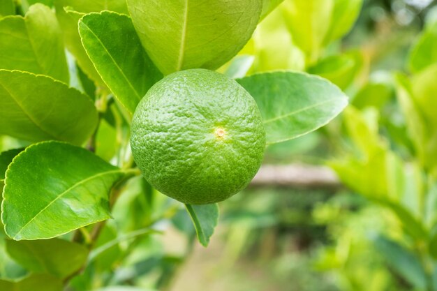 유기농 정원에 있는 나무에 있는 신선한 녹색 레몬 라임