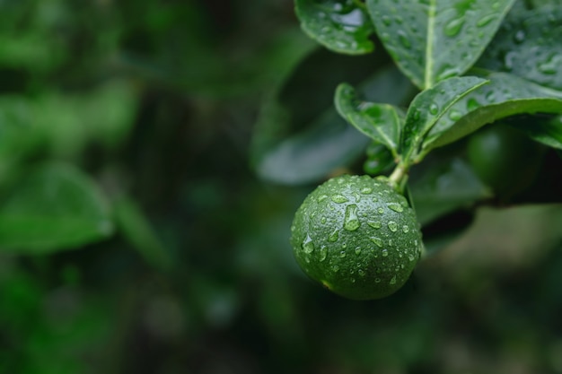 Limone verde fresco in azienda agricola biologica. originario del sud-est asiatico. girato il giorno di pioggia o dopo l'irrigazione.