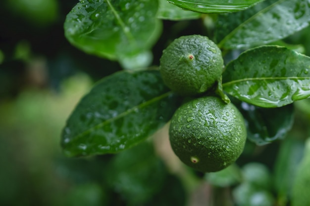 Fresh Green Lemon in Organic Farm. 