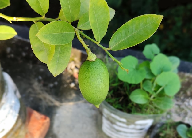 정원에 있는 레몬 나무 가지에 신선한 녹색 레몬