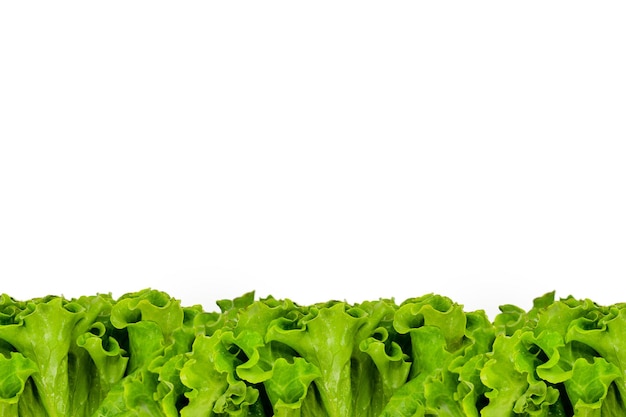 Fresh green lettuce background salad leaves in a row banner copy space