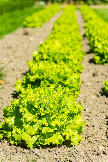 Fresh green lettuce bed rows