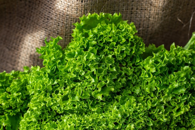 Fresh green lettuce on  burlap background with copy space.