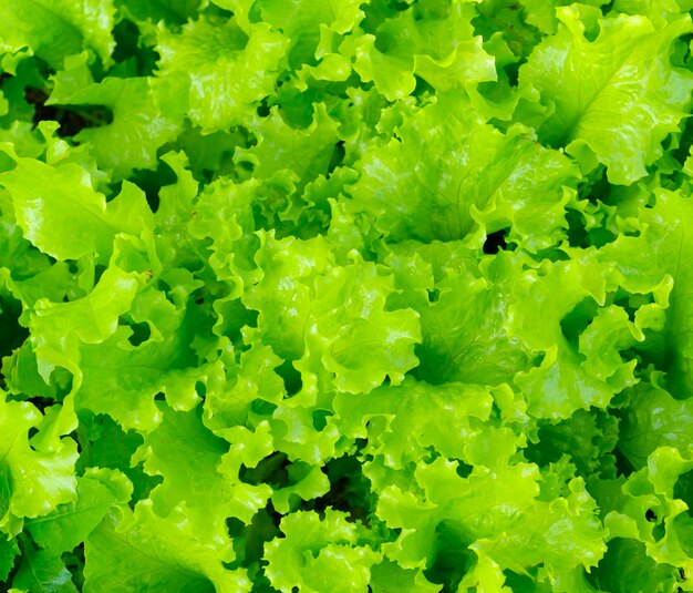 Foto insalata alta vicina verde fresca della lattuga.