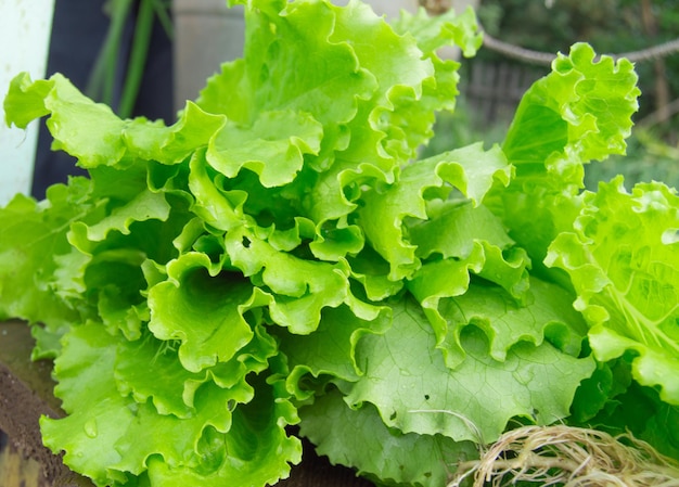 Fresh green lettuce closeup The concept of a healthy diet and vegans