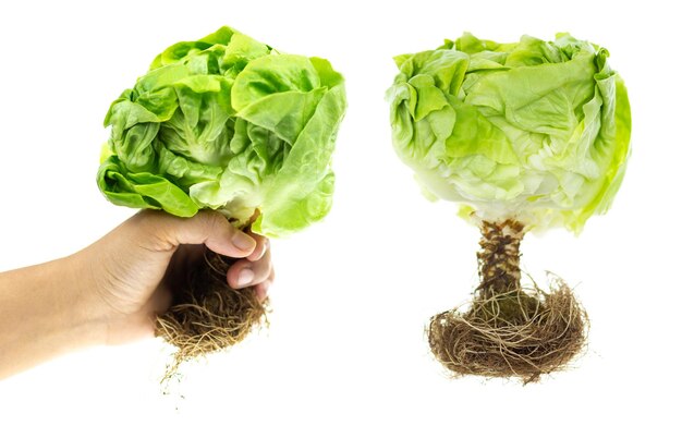 Photo fresh green lettuce isolated on white background healthy foodconcept