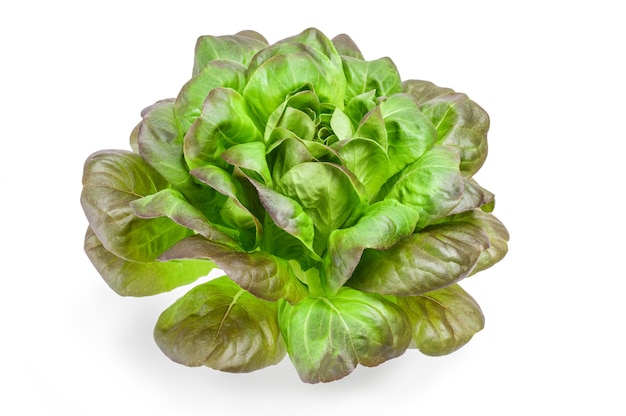 Fresh green lettuce isolated on white cutout.