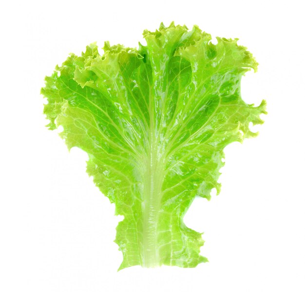 Fresh green lettuce isolated