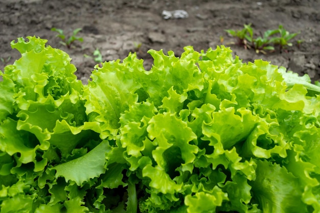 Fresh green lettuce leaves in the garden