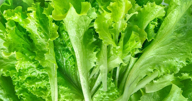 Fresh green lettuce leaves Healthy food Side view