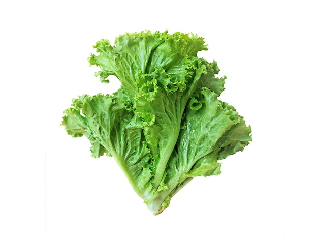 Fresh green Lettuce leaves Salad leaf isolated on white background with clipping path