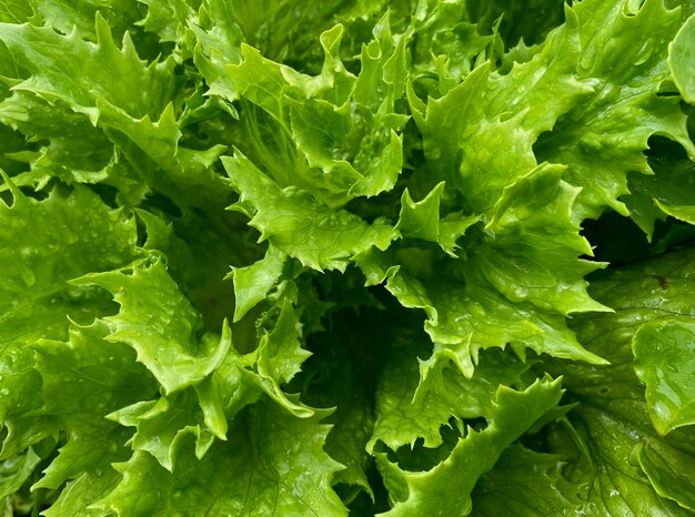 fresh green lettuce leaves with drops after rain on the garden bed closeup natural plant