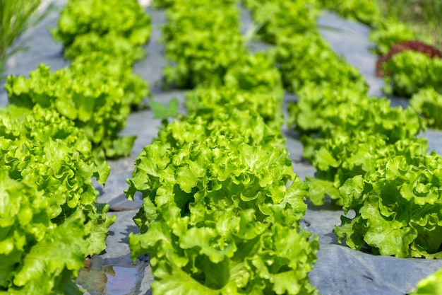 有機野菜畑の新鮮なグリーンレタス。