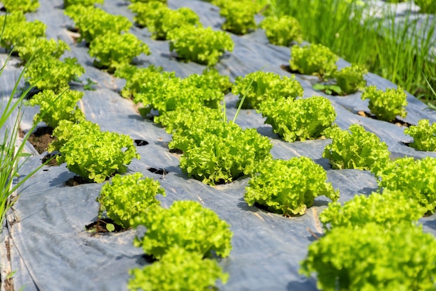 有機野菜畑の新鮮なグリーンレタス。