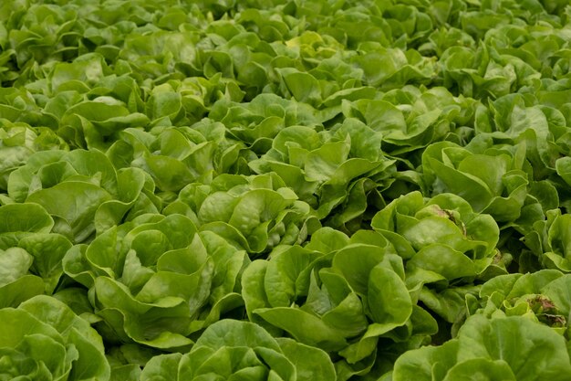 Fresh green lettuce ready to harvest from hydroponic installation in the green house