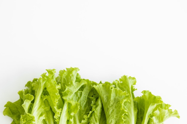 Fresh green lettuce salad closeup Top view