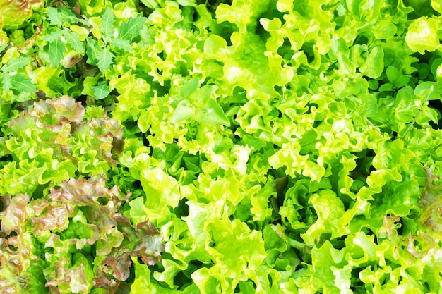 Fresh green Lettuce salad on a field Top view